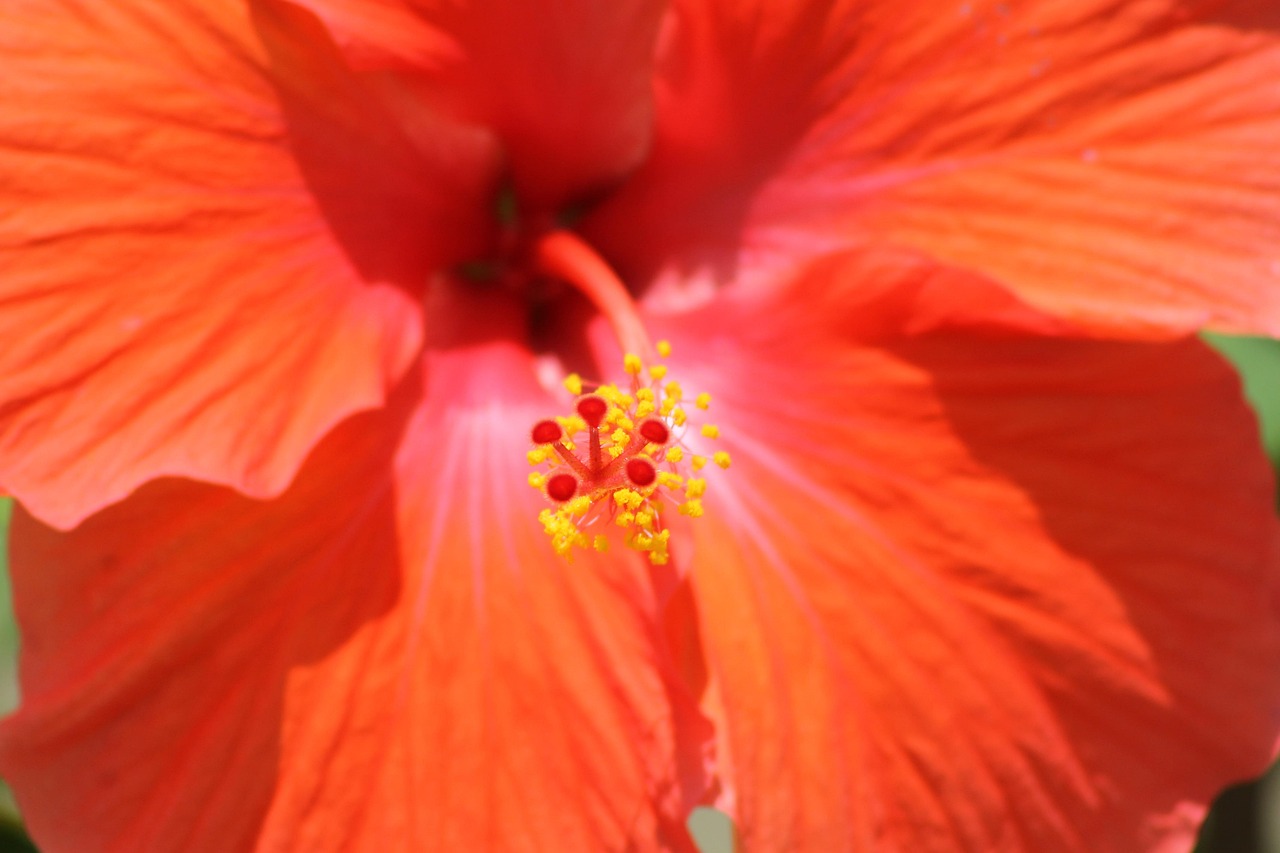 Flower - free online jigsaw puzzle photo
