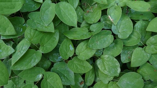 Free Leaves Green photo and picture