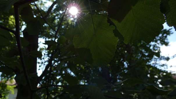 Free Sun Leaves photo and picture
