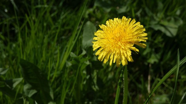 Free Dandelion Plant photo and picture