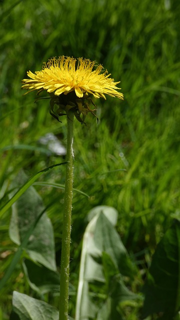Free Dandelion Plant photo and picture