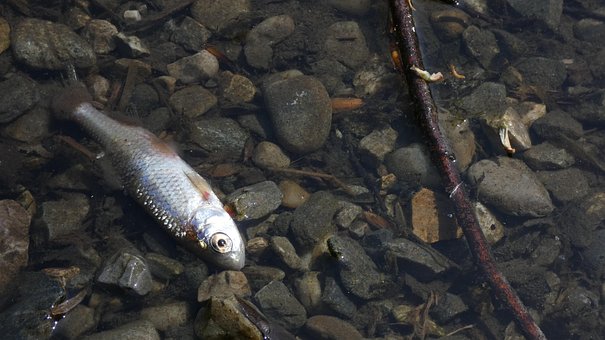 Free Fish Dead photo and picture