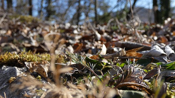 Free Moss Sunny photo and picture