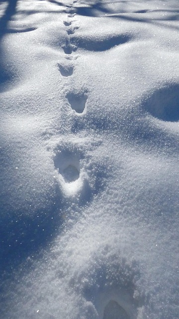 Free Footsteps Snow photo and picture