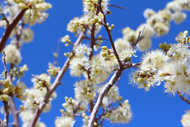 Obstbaum, Blüht, Pflaume, Zweig, Blumen