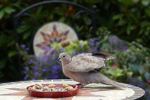 Free Animal Nature photo and picture