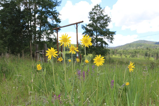 Sonnenblumen, Berge, Gelb, Natur, Blume