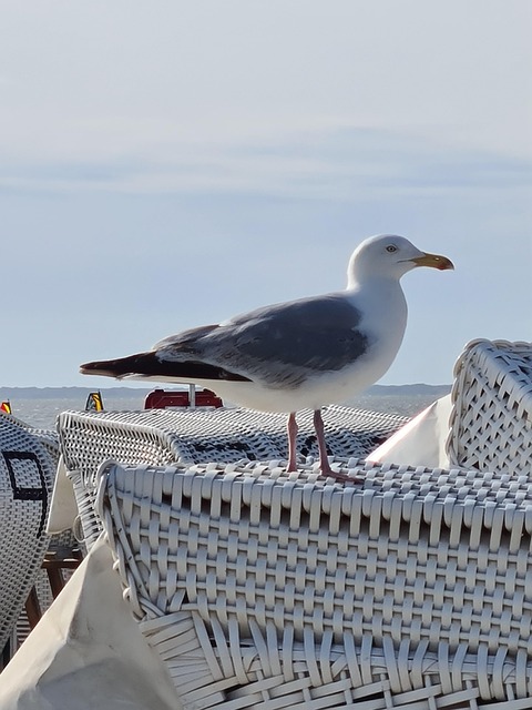 Free Gull Close Up photo and picture
