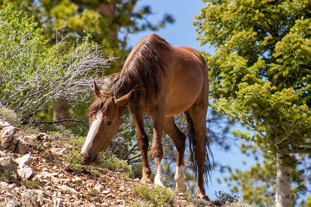 Free Horse Wildlife photo and picture