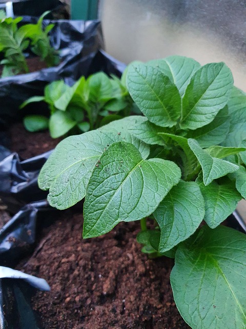 Free Potato Plant photo and picture
