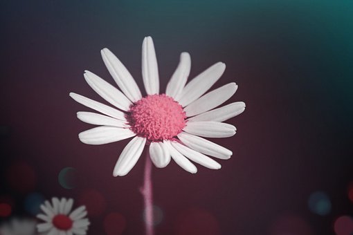 Free White Flowers Beautiful Flowers photo and picture