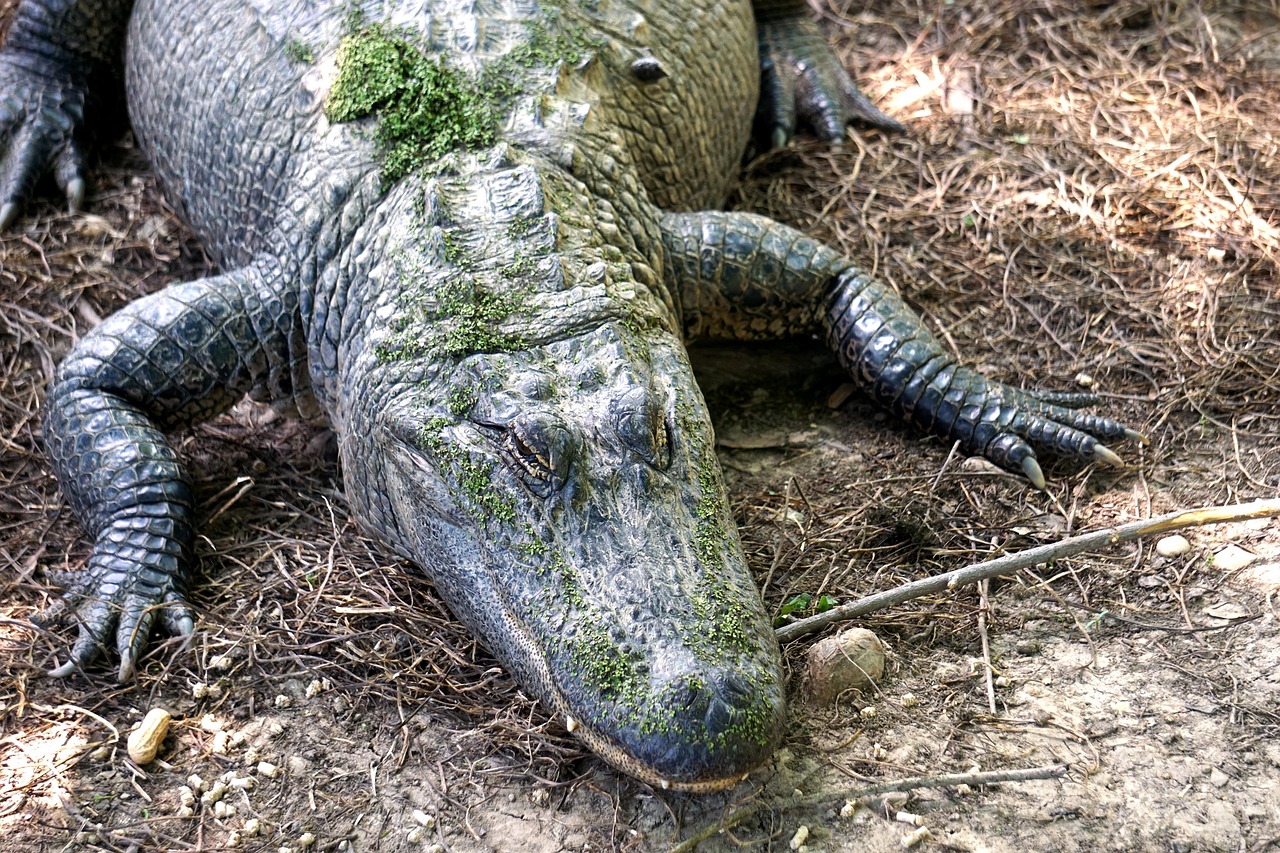 Alligator - free online jigsaw puzzle photo