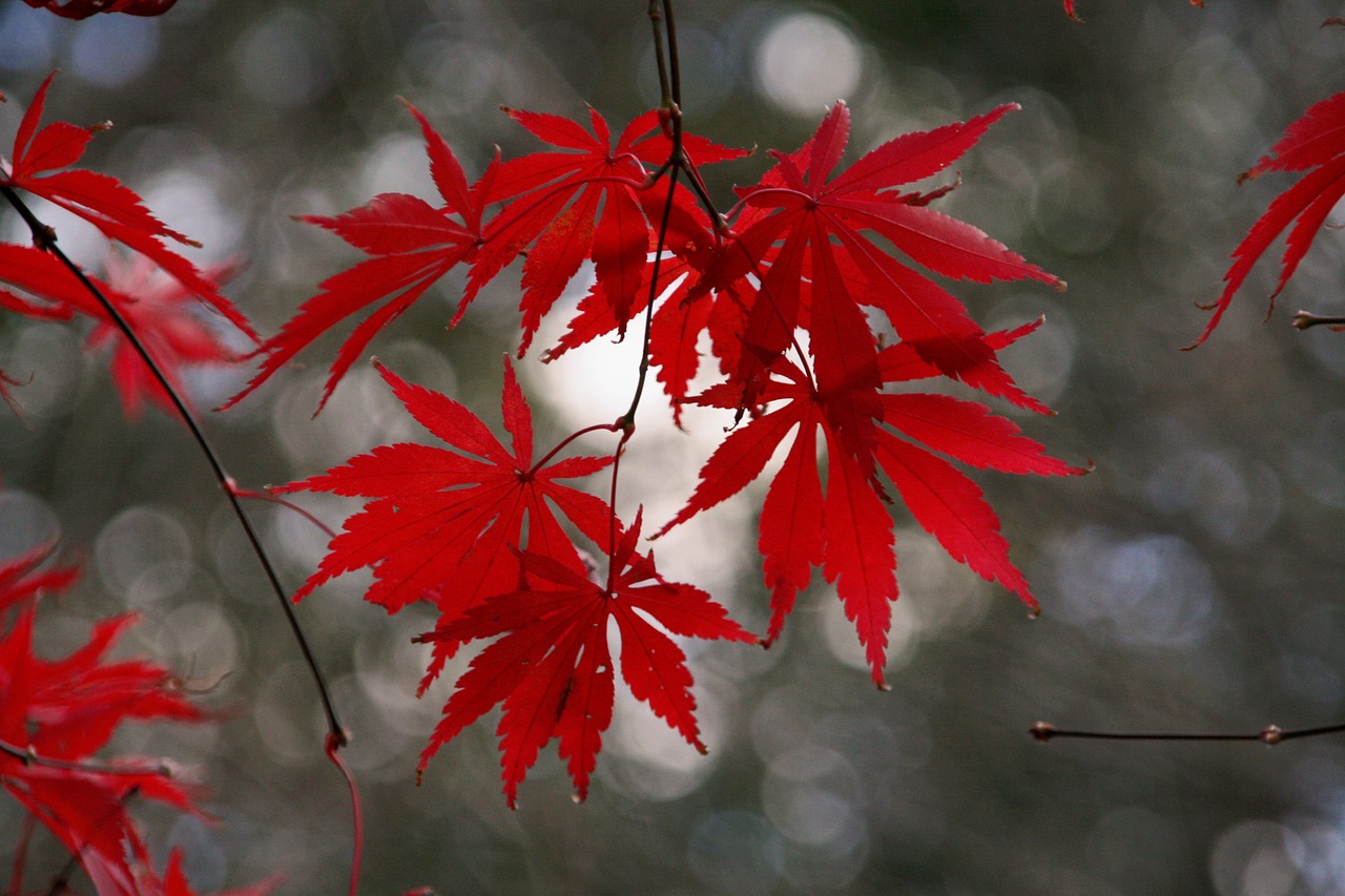 枫 秋天 树叶 - Pixabay上的免费照片 - Pixabay