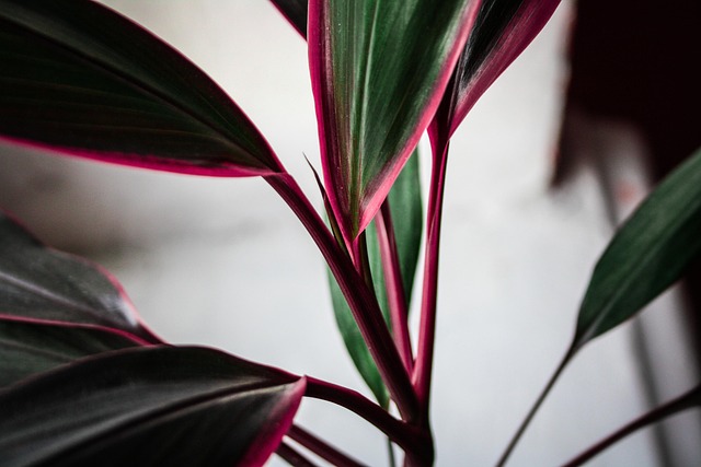 Plante, Blomst Baggrund, Blomst, Natur