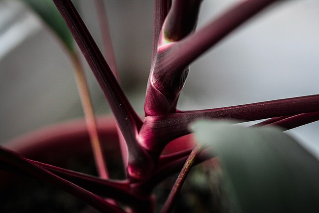 Plante, Blomst, Blomstre, Lilla, Flora