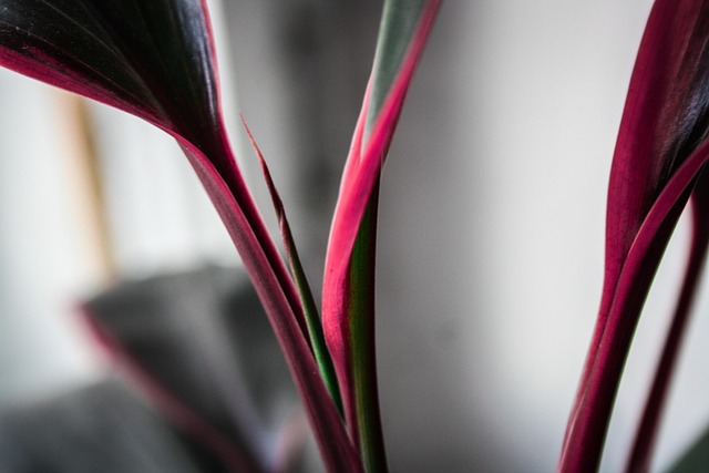 Plante, Blomst, Blomstre, Lilla, Natur