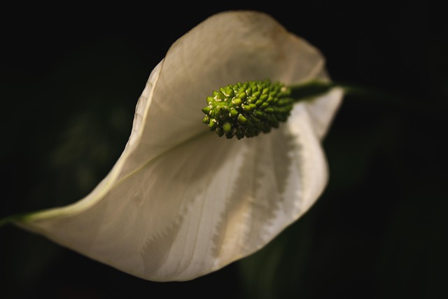 Plante, Blomst, Blomstre, Lilla, Flora