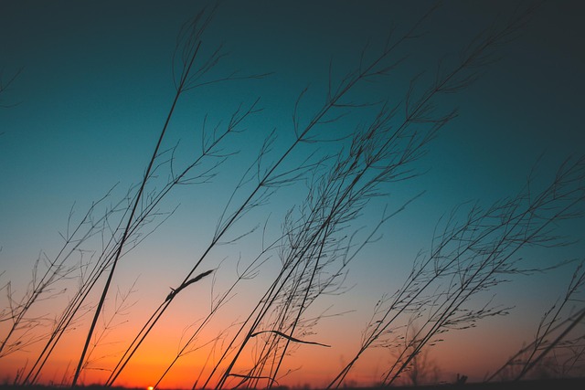 Solnedgang, Planter, Forår, Natur