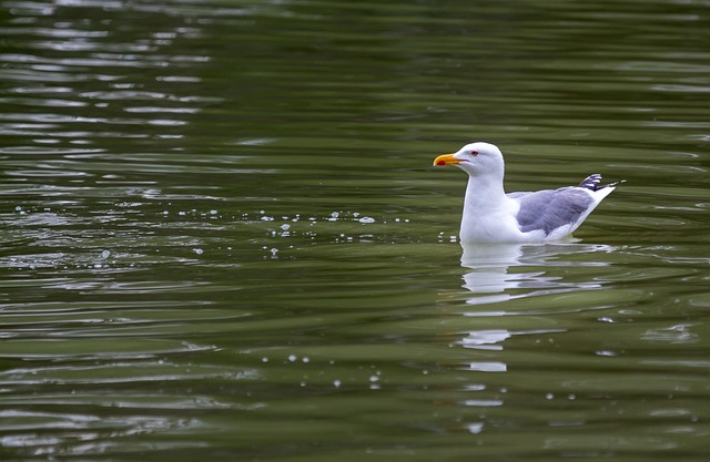 Free Seagull Swim photo and picture
