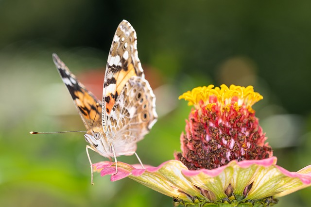 Free Vanessa Cardui Butterfly photo and picture