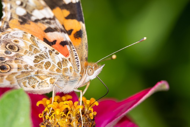 Free Vanessa Cardui Butterfly photo and picture