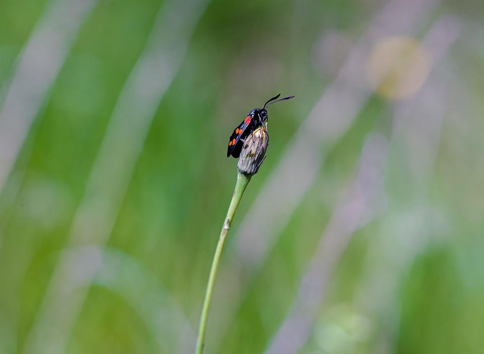 Springendes Insekt Insekt Natur Pflanze - Kostenloses Foto auf Pixabay - Pixabay