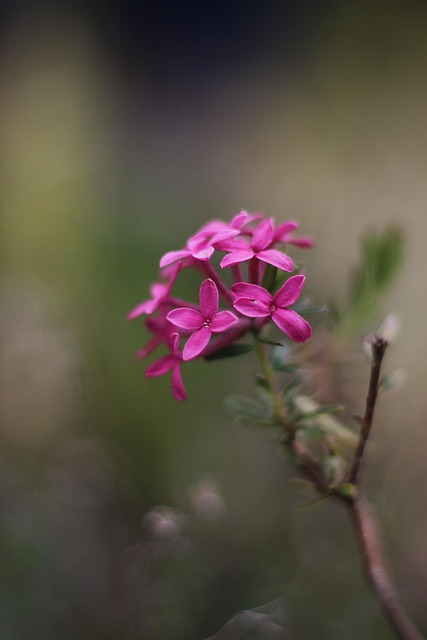 Free Alpine Rose Blossom photo and picture