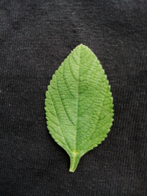 Free Leaf Tree photo and picture