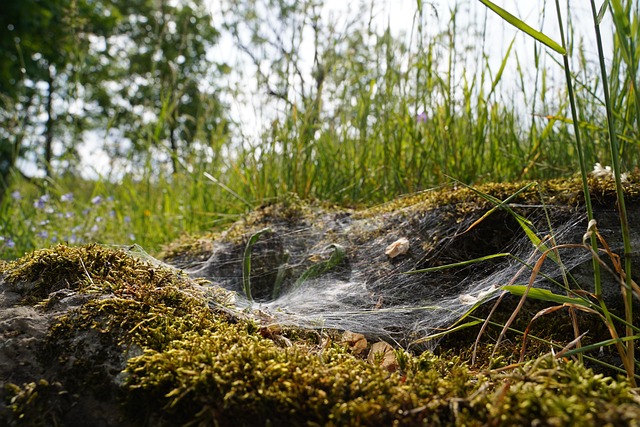 Free Moss Spider Web photo and picture