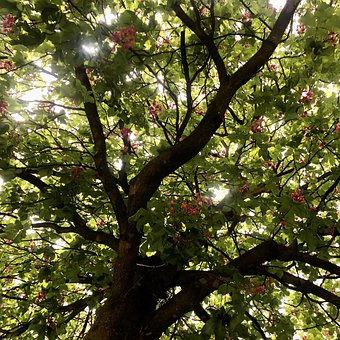 Free Red Flowering Horse Chestnut photo and picture