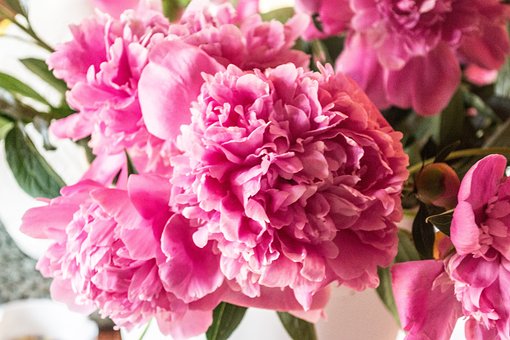 Flores, Rosado, Hermosas Flores, Color