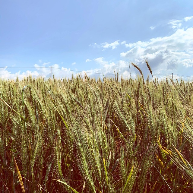 Free Wheat Cereals photo and picture