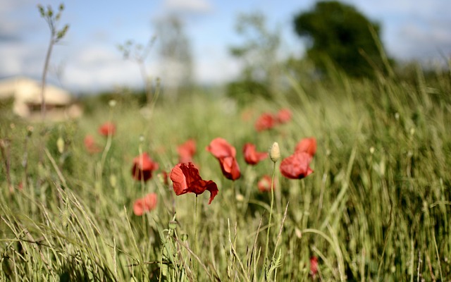 Free Poppies Field photo and picture