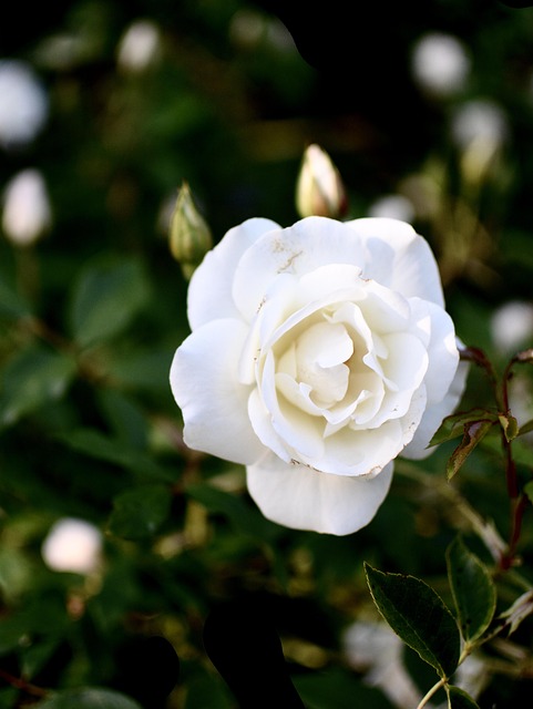 Free Pink White Rose photo and picture
