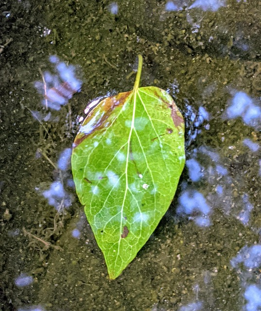 Free Leaf Leaves photo and picture