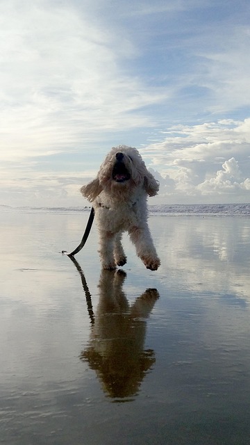 Chien, Animal, Animal De Compagnie