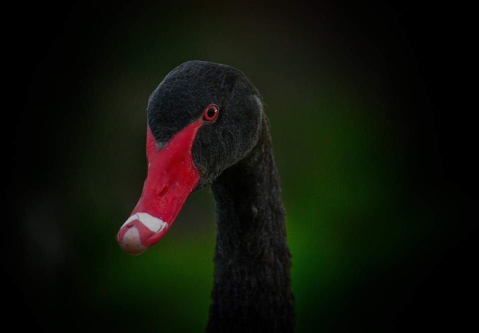 Cygne Noir Oiseau Australie Photo Gratuite Sur Pixabay