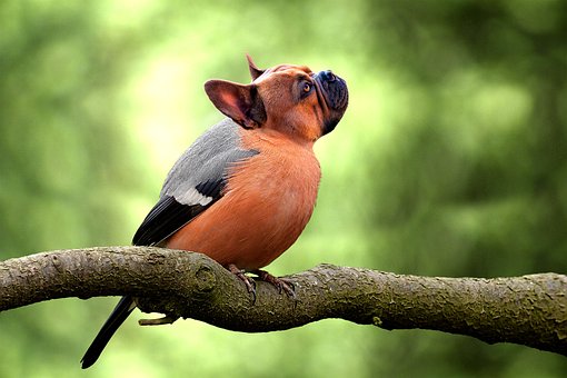 Free Bird Dog photo and picture