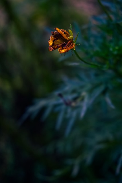 Flor, Botão, Folhas, Folhagem, Seco