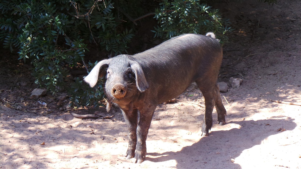 Pig Animal Farm Free Photo On Pixabay Pixabay pig-animal-farm-free-photo-on-pixabay-pixabay