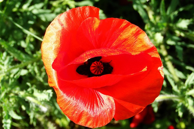 Mohn Rot Natur - Kostenloses Foto auf Pixabay - Pixabay