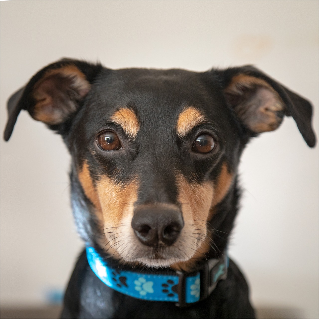 Dog - free online jigsaw puzzle photo