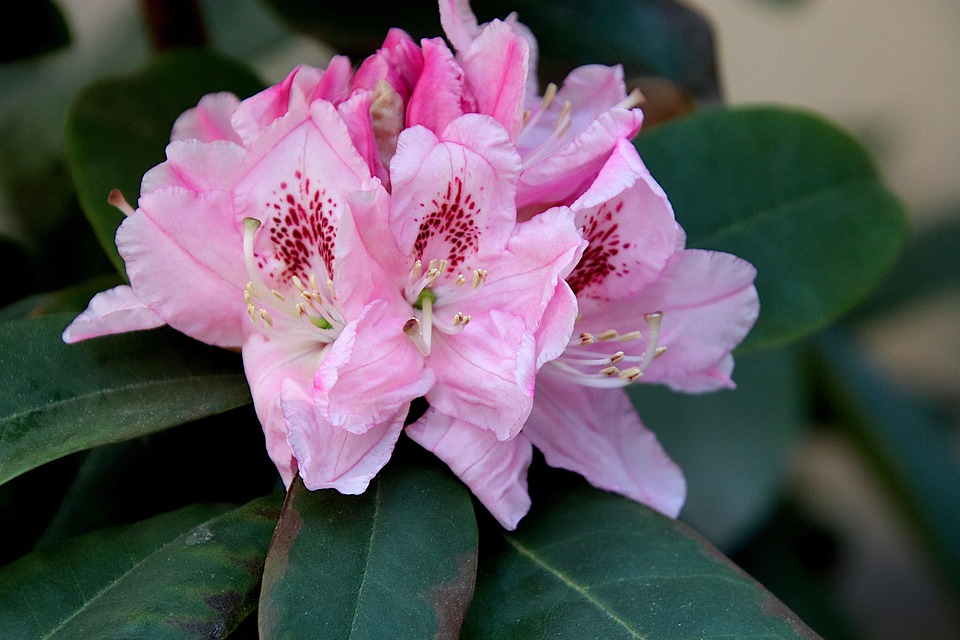 Rhododendron Fleurs Arbustes À - Photo gratuite sur Pixabay - Pixabay
