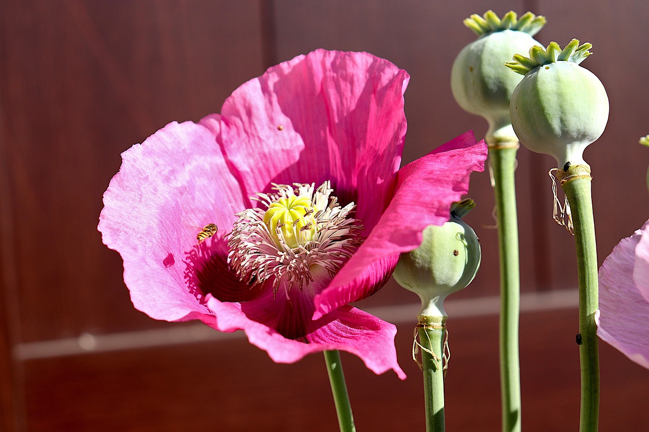 Poppy Flowers Flowering Plants Free photo on Pixabay Pixabay