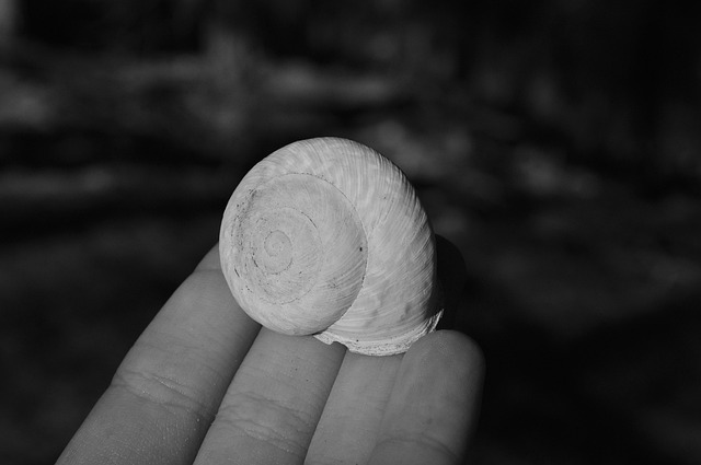 Free Shell Black photo and picture