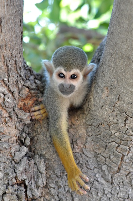 Free Monkey Zoo photo and picture