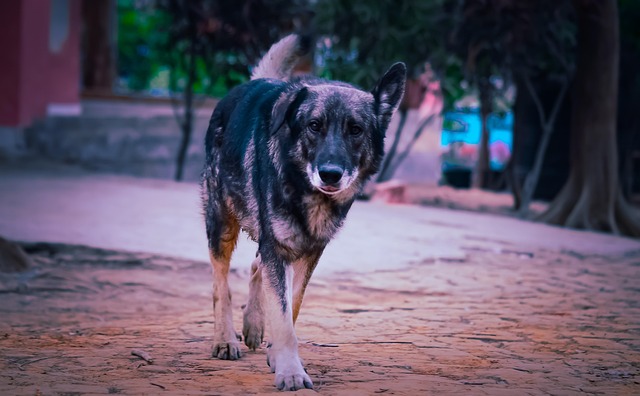 Deutscher Schäferhund, Hund, Tier
