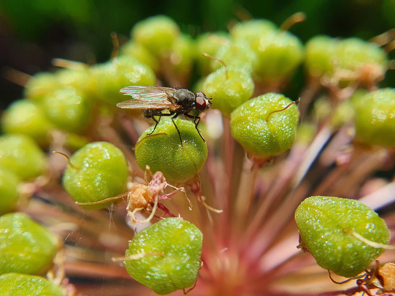 Nature Insect Flower - Free photo on Pixabay