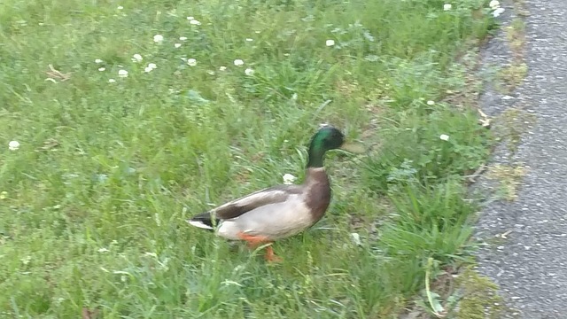Fonctionnement Canard Marrant Photo Gratuite Sur Pixabay Pixabay fonctionnement-canard-marrant-photo-gratuite-sur-pixabay-pixabay