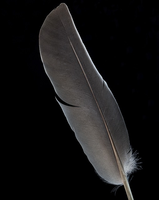 Free Feather Macro photo and picture